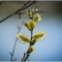 Верба у воды. :: Михаил К Верба у воды. :: Михаил К