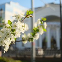 Чистые пруды. Весна. :: Лютый Дровосек