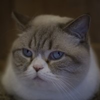 что за лев этот тигр :: Андрей Герасименко