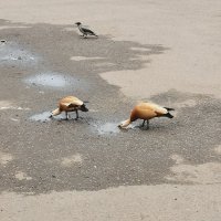 Третий лишний :: Любимова Ольга 