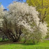 Настоящая весна :: Ирэн 