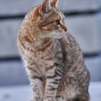 Кися :: Александр Леонов