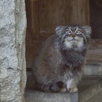 Манул Тимоша :: <<< Наташа >>>