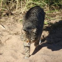 Местный :: Наталья Герасимова Местный :: Наталья Герасимова