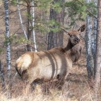 Дикий марал :: Марина Фомина.