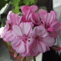 Герань :: Freddy 97 Герань :: Freddy 97