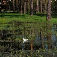 Одинокая чайка. :: Люба 