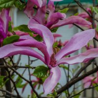 Магнолия лилиецветная (Magnolia liliiflora) :: Татьяна Машошина