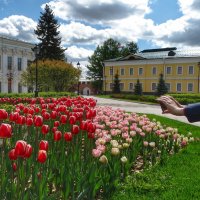 Из жизни цветов в Нижнем Новгороде :: svk *