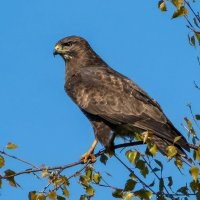 Канюк :: Владислав Иопек