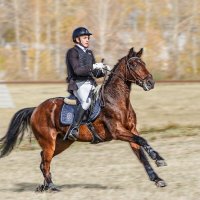 Конкур :: SanSan 