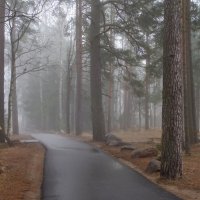 Туманным утром....... :: Юрий Цыплятников Туманным утром....... :: Юрий Цыплятников