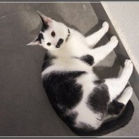 Йорик в холле :: Ольга Довженко