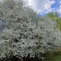 Пора цветения :: Ирэн 