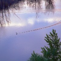 утки на взлётной полосе :: Арсений Корицкий