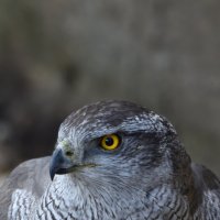 Тетеревятник :: Юрий Воронов