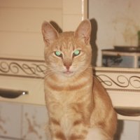Стëпа :: Сергей Кочнев