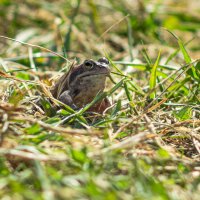 A frog in the grass on a spring day | 13 :: Sergey Sonvar