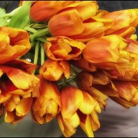 Огненные тюльпаны. С днём Победы! :: Лилия *