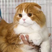 Шотландский вислоухий кот или ско́ттиш-фолд :: Светлана Ищенко
