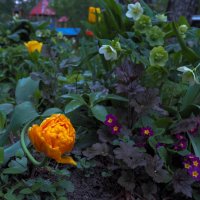Природа в Городе :: юрий поляков