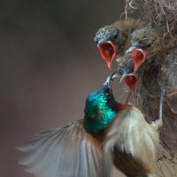 Вилохвостая нектарница :: Yudong Liu