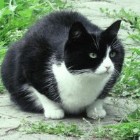 Кого-то увидел :: Людмила Смородинская