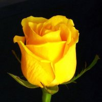Розы... розы... :: viach 