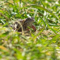 A frog in the grass on a spring day | 18 :: Sergey Sonvar