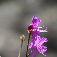 Багульник :: Ольга 