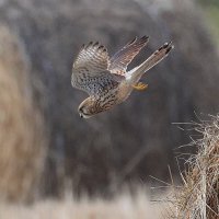 **** :: Владилен Панченко
