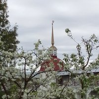 Цветущий май :: Сергей Кочнев