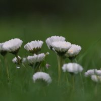 Белые в зелёном :: Иван Литвинов