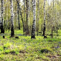 В городском парке :: Галина Нестратова