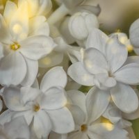 Белая сирень :: Мариша Тим