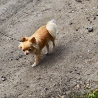 На прогулке :: Юрий Гайворонскiий