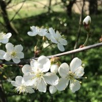 Весеннее :: Елена Семигина