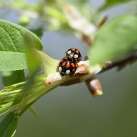 Божья коровка :: Ольга 