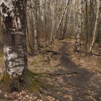 Опять про корни...и тропинку, манящую вдаль. :: Лилия *
