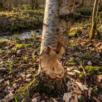 Там на неведомых дорожках... бобры :: Лилия 