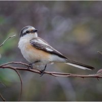 Маскированный сорокопут (лат. Lanius nubicus). :: Александр Григорьев