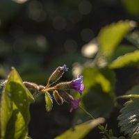 Медуница :: Анастасия Белякова