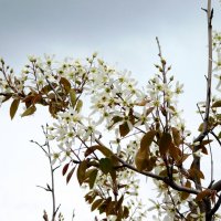 Ирга Ламарка :: Наиля