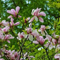 Магнолия прекрасная :: Светлана 
