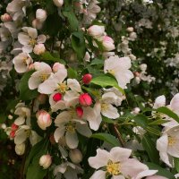 Майские наряды. :: Татьяна Помогалова