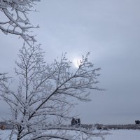 Зимнее Солнце. :: Андрей Хлопонин