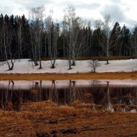 Берёзки в зеркало глядятся. :: nadyasilyuk Вознюк