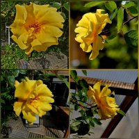 роза, варианты :: Heinz Thorns