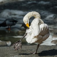 Шипун :: SanSan 