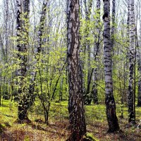 Первая зелень :: Галина Нестратова Первая зелень :: Галина Нестратова